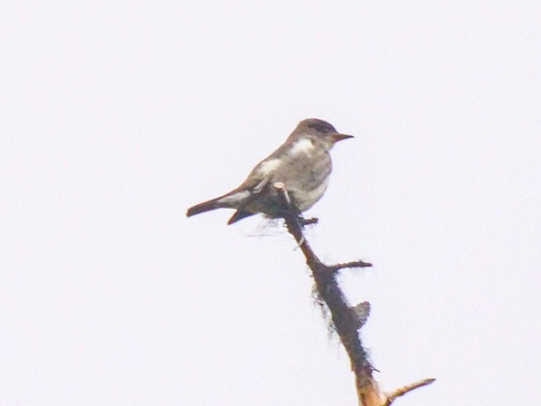 Olive-sided Flycatcher - ML459349181