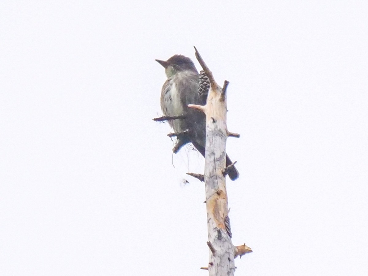 Olive-sided Flycatcher - ML459349191