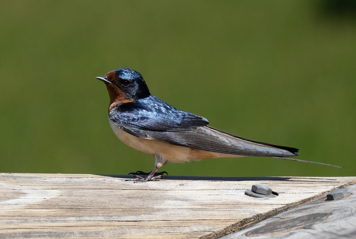 Barn Swallow - ML459349261