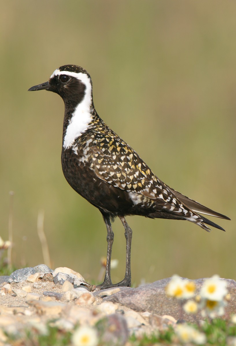 American Golden-Plover - ML459349801