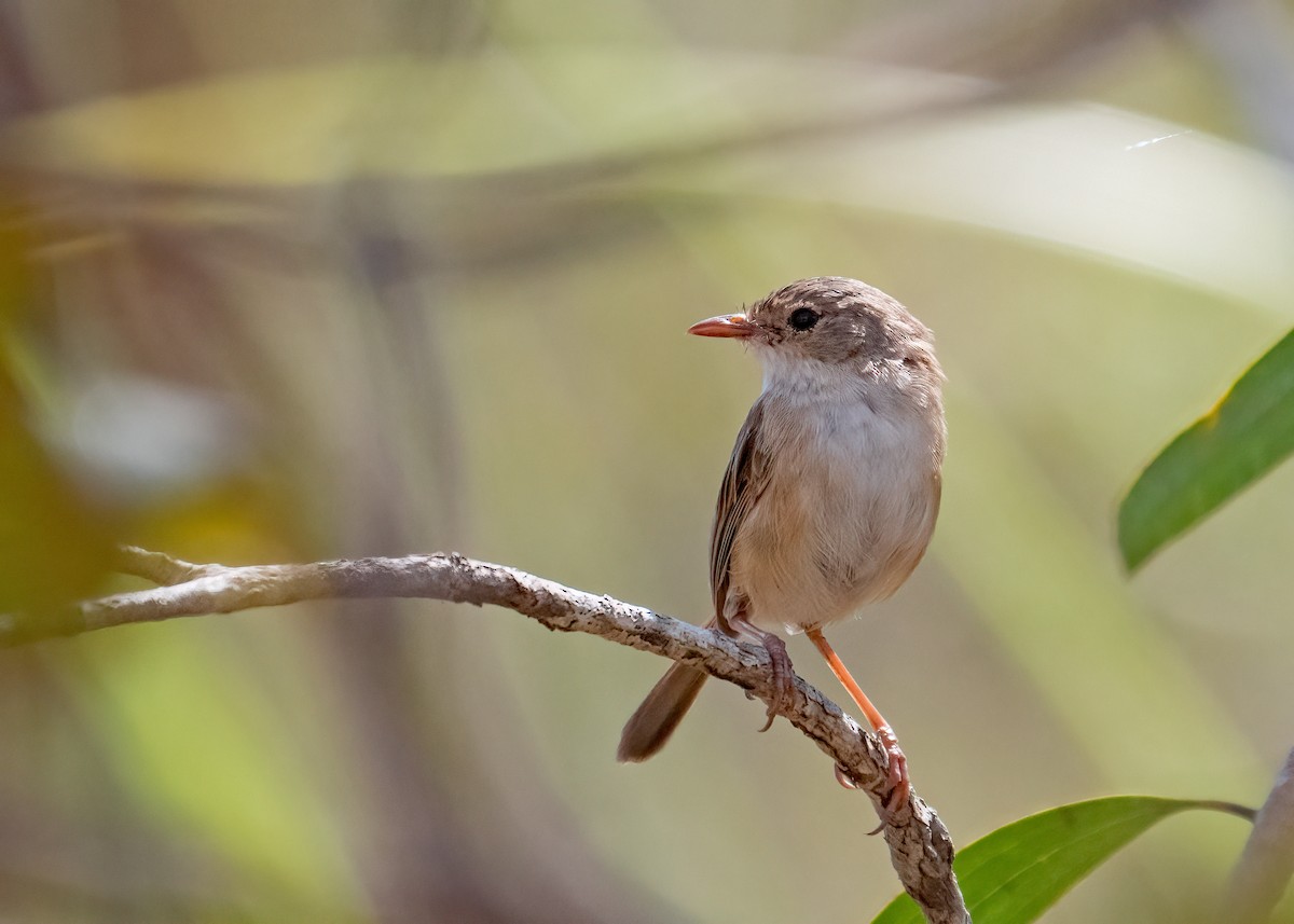 Red-backed Fairywren - ML459349921