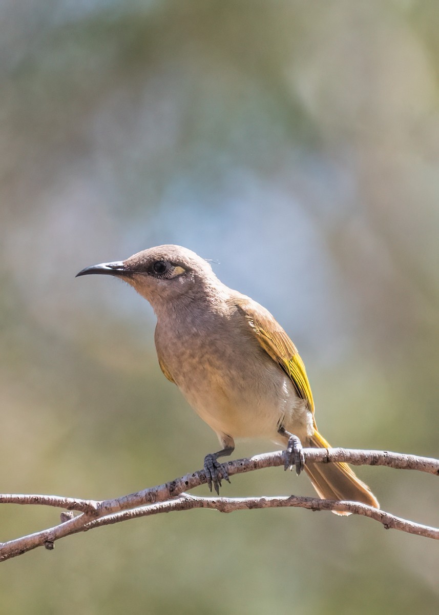 Brown Honeyeater - Julie Clark