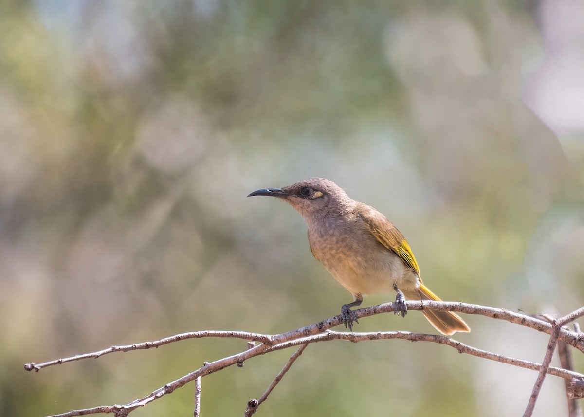 Brown Honeyeater - ML459349971