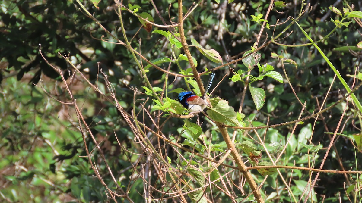 Variegated Fairywren - ML459350181