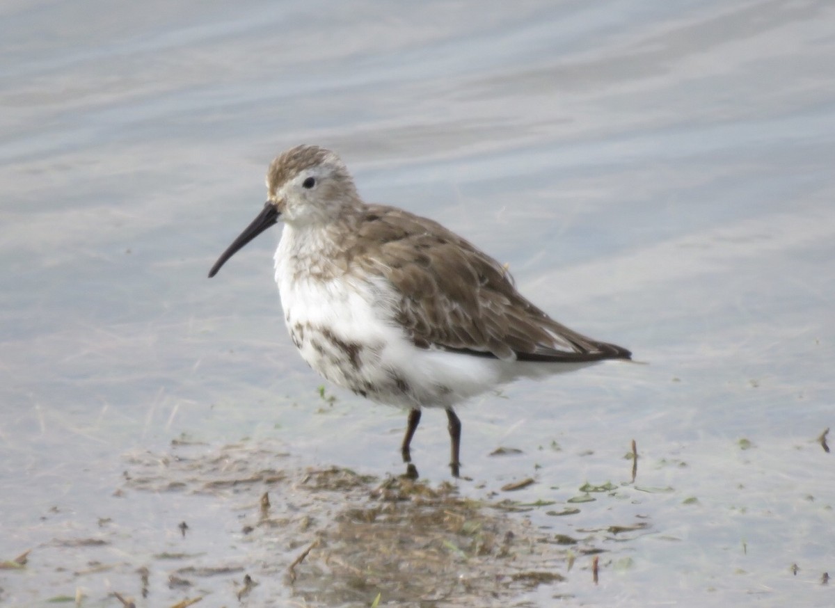 Dunlin - ML45935021