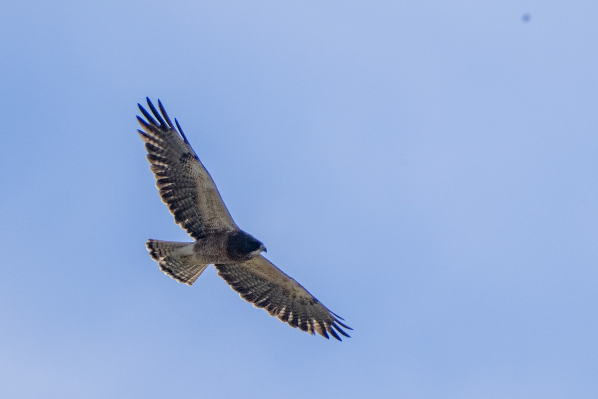 Swainson's Hawk - ML459350451