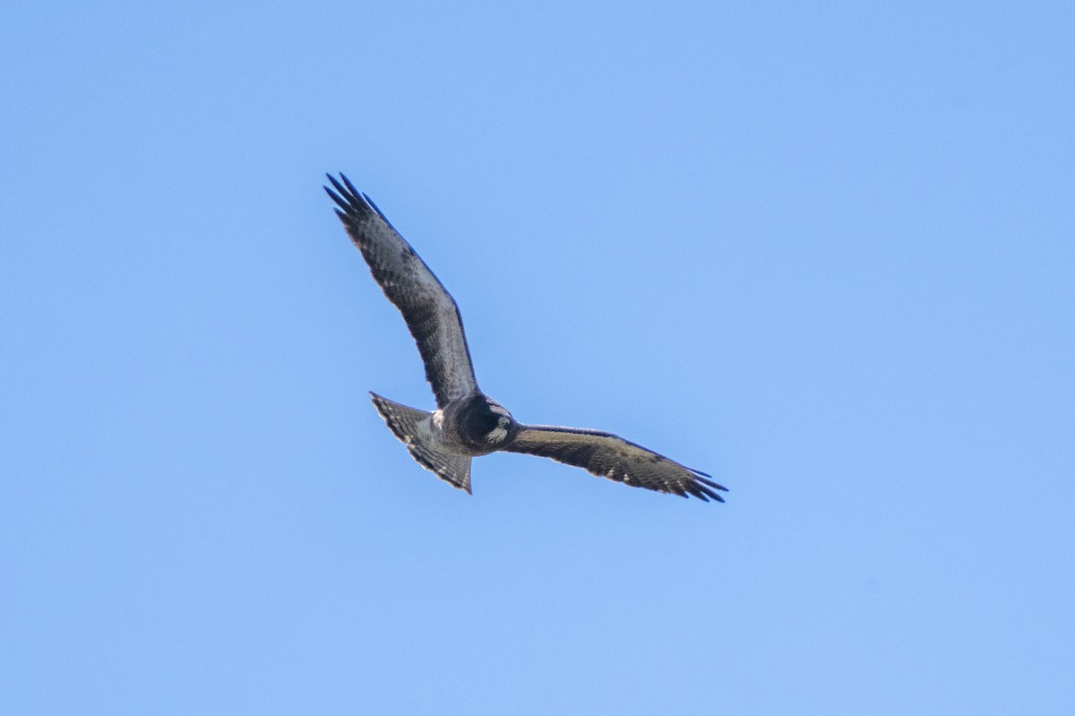 Swainson's Hawk - ML459350461