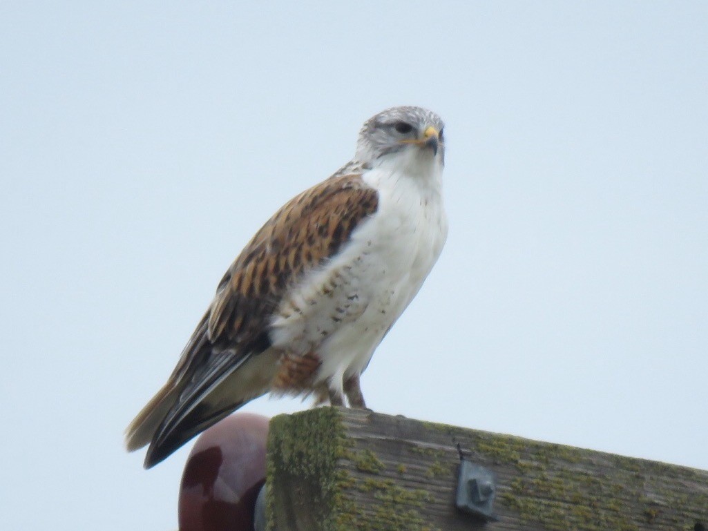 Ferruginous Hawk - George Folsom