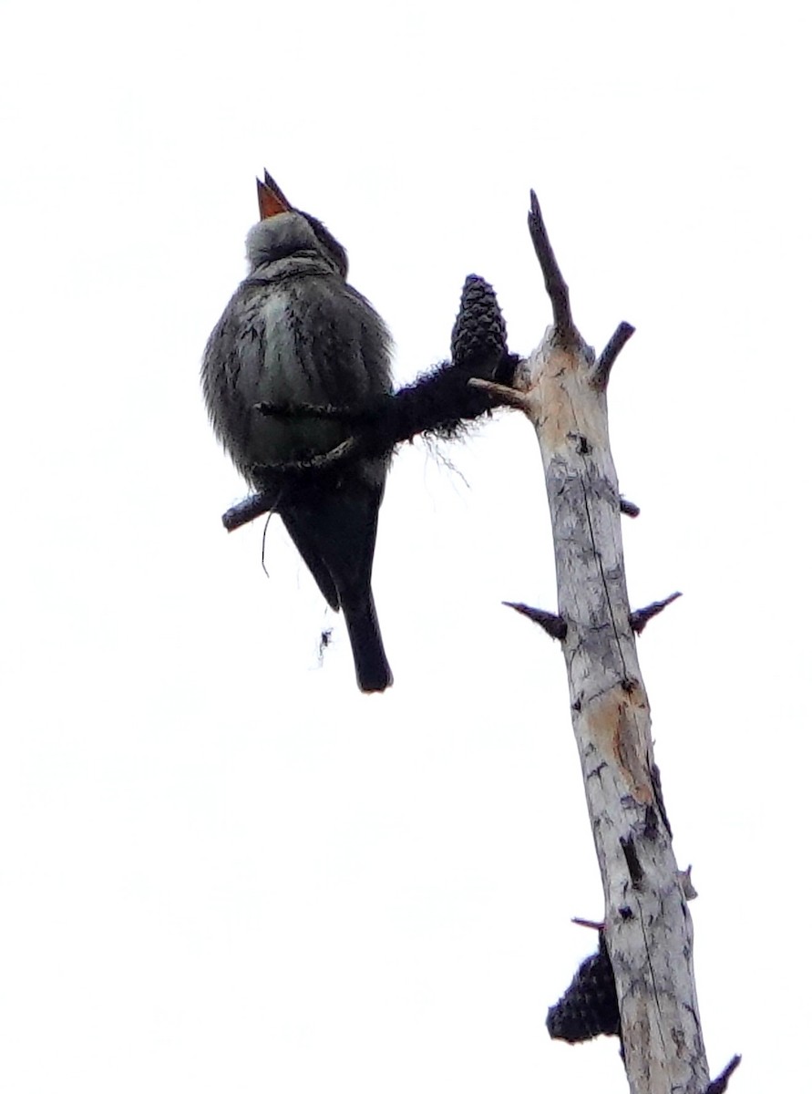 Olive-sided Flycatcher - ML459350661