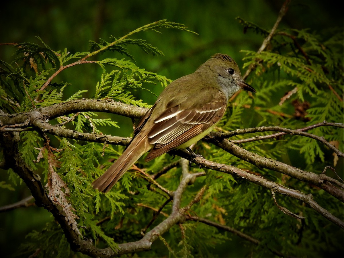 Great Crested Flycatcher - Jay Wriedt