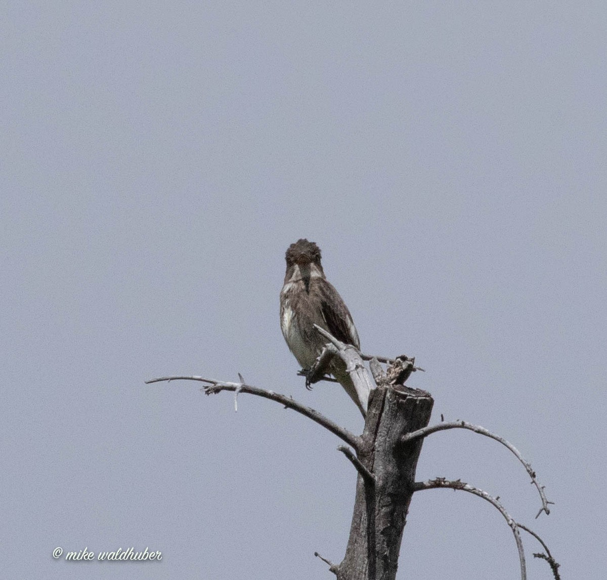 Olive-sided Flycatcher - ML459351041