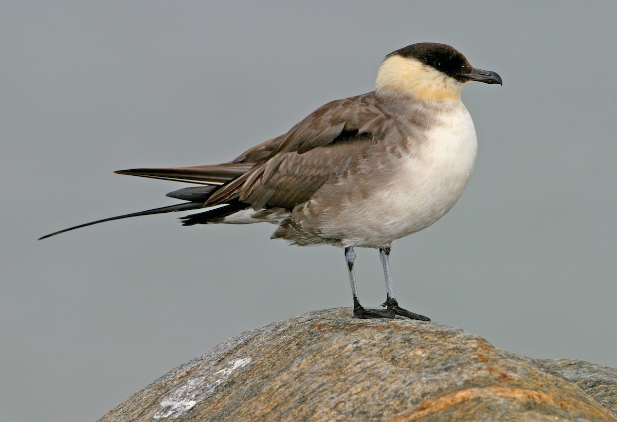 Long-tailed Jaeger - ML459351901