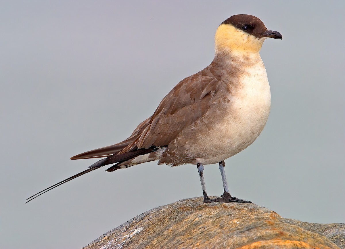 Long-tailed Jaeger - ML459351911