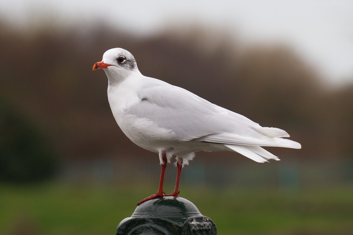 Mediterranean Gull - ML45935251