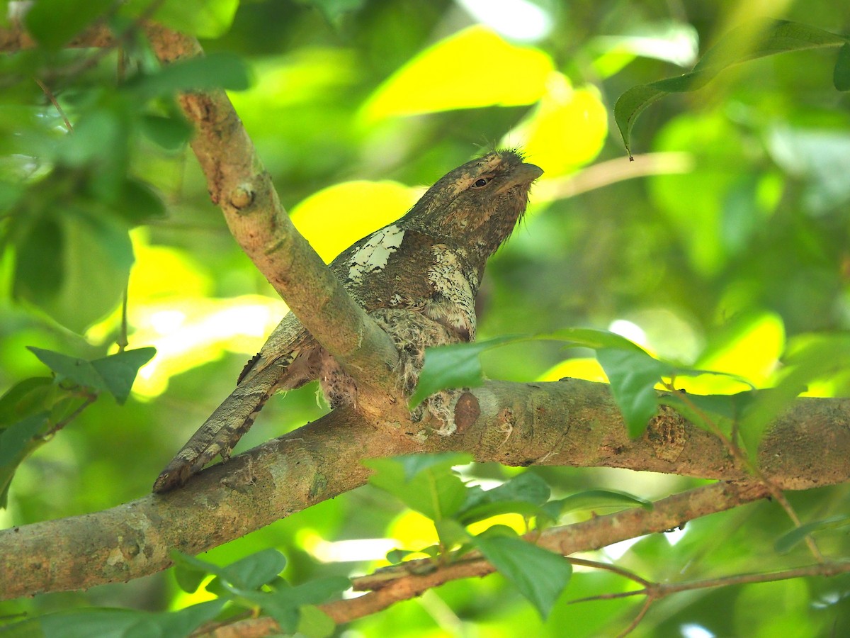 Blyth's Frogmouth (Indochinese) - Luckchai Phonwijit