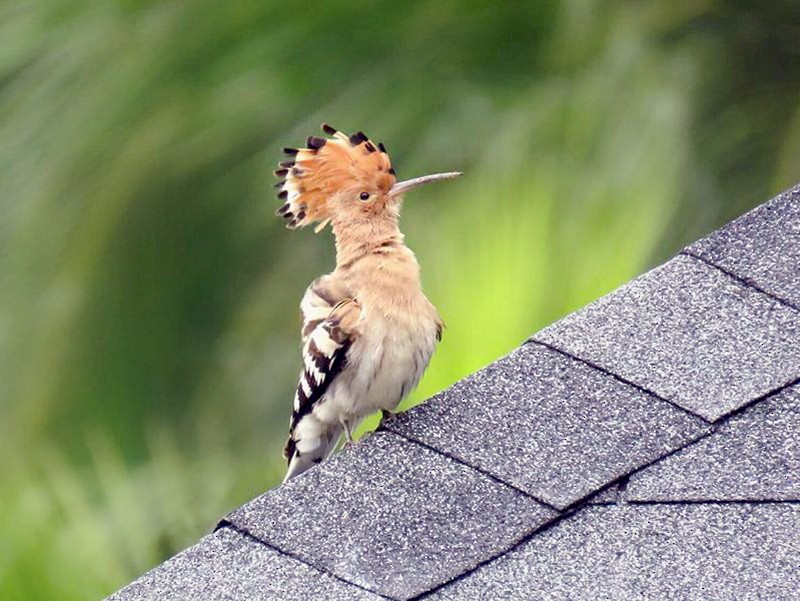(Eurasian)