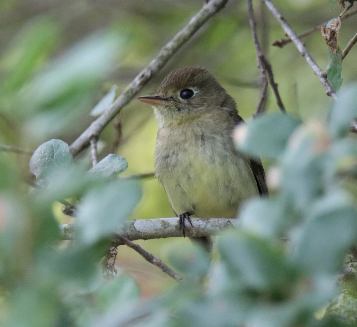 Western Flycatcher (Pacific-slope) - ML459357001