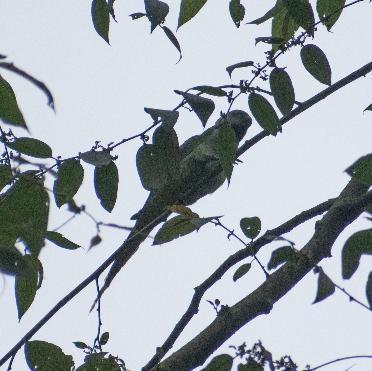 Малабарский кольчатый попугай - ML459358131