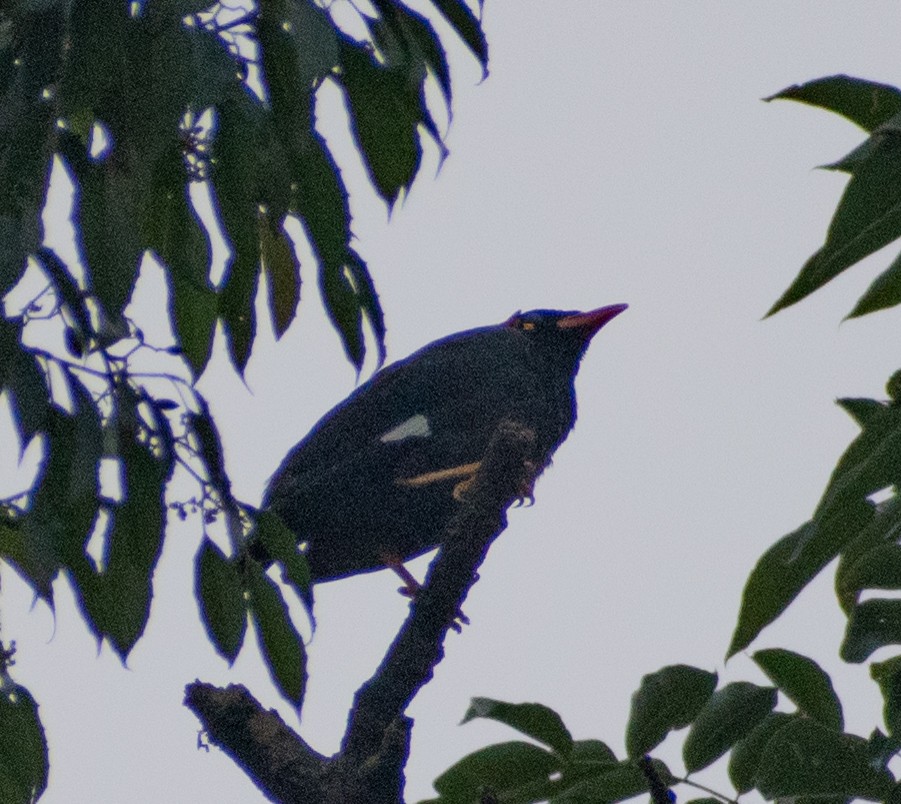 Southern Hill Myna - ML459358481