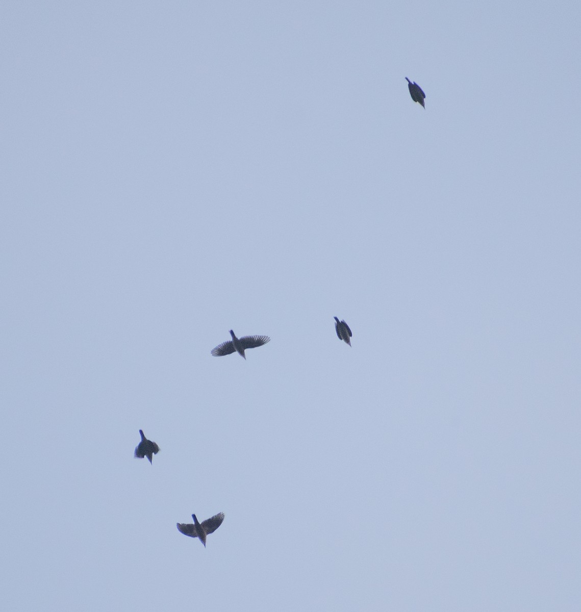 Malabar Starling - ML459358551