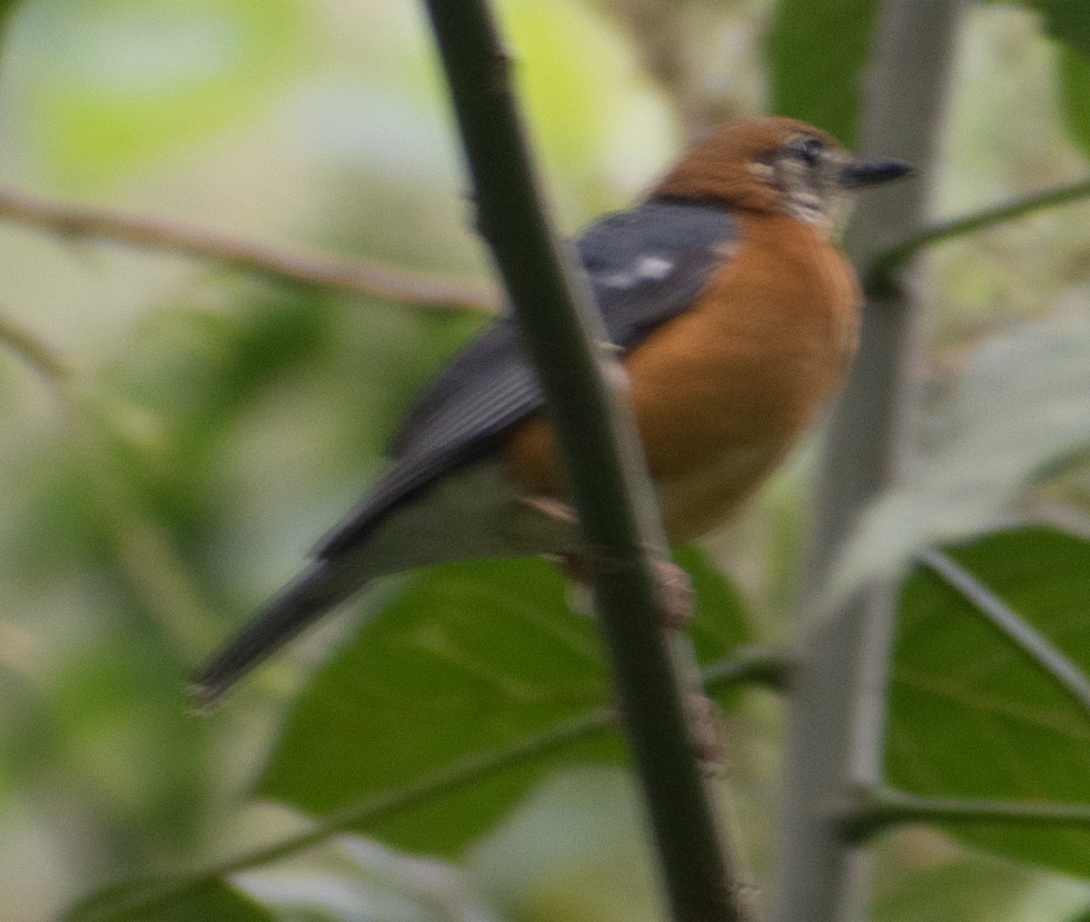 Orange-headed Thrush (White-throated) - ML459358581