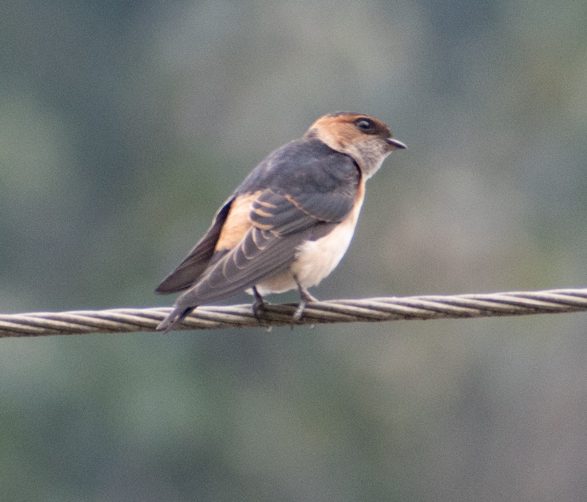 Eastern Red-rumped Swallow (Daurian) - ML459358641