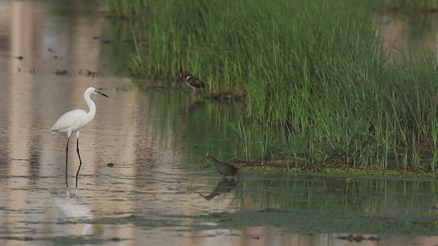 Slaty-breasted Rail - ML459359391