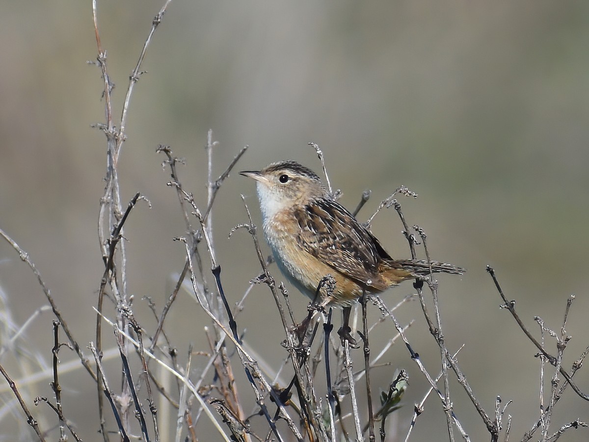 Sedge Wren - Patrick McGill