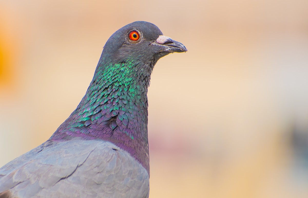 Rock Pigeon (Feral Pigeon) - ML459359991