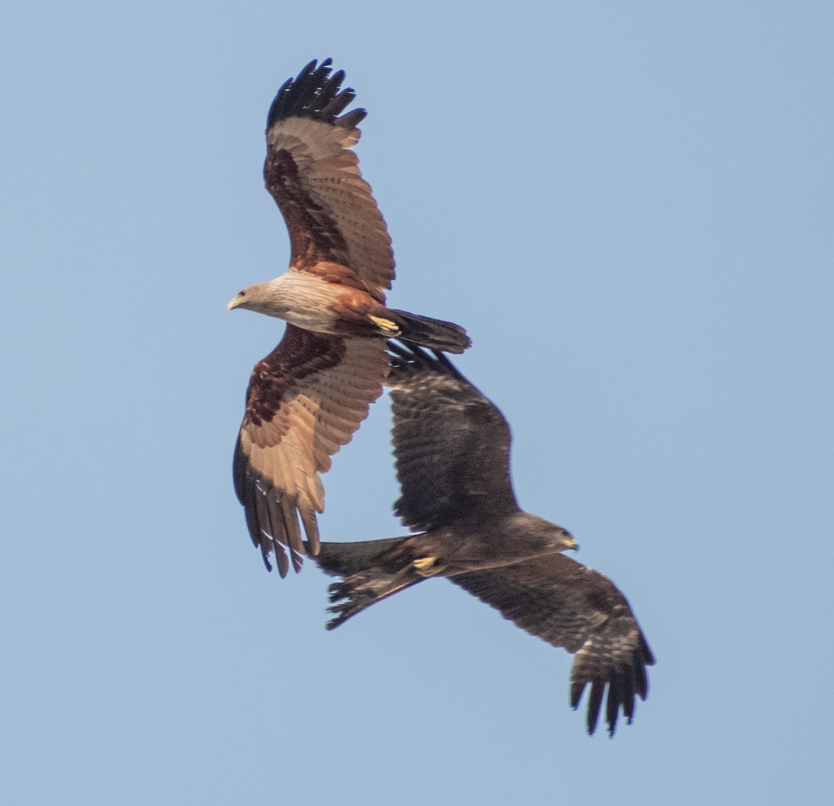Brahminy Kite - ML459360351