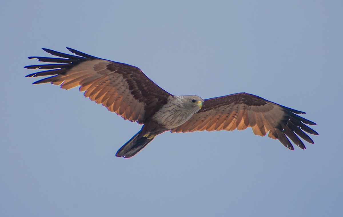 Brahminy Kite - ML459360371