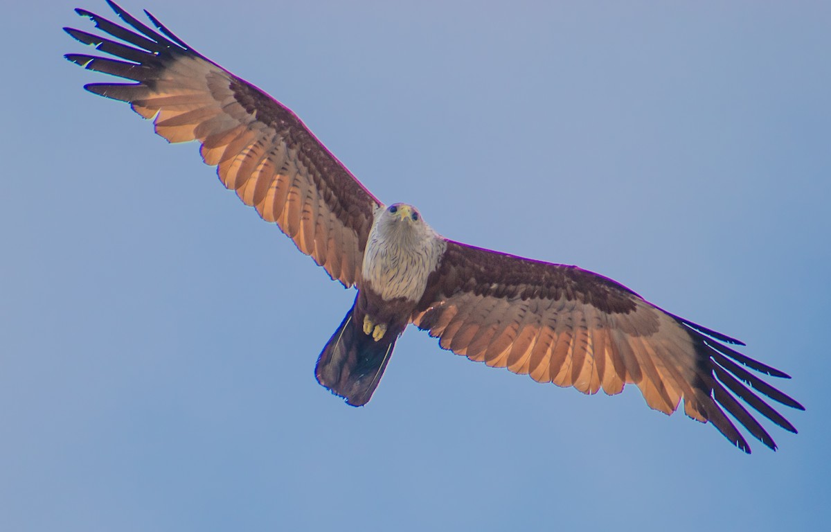 Brahminy Kite - ML459360381