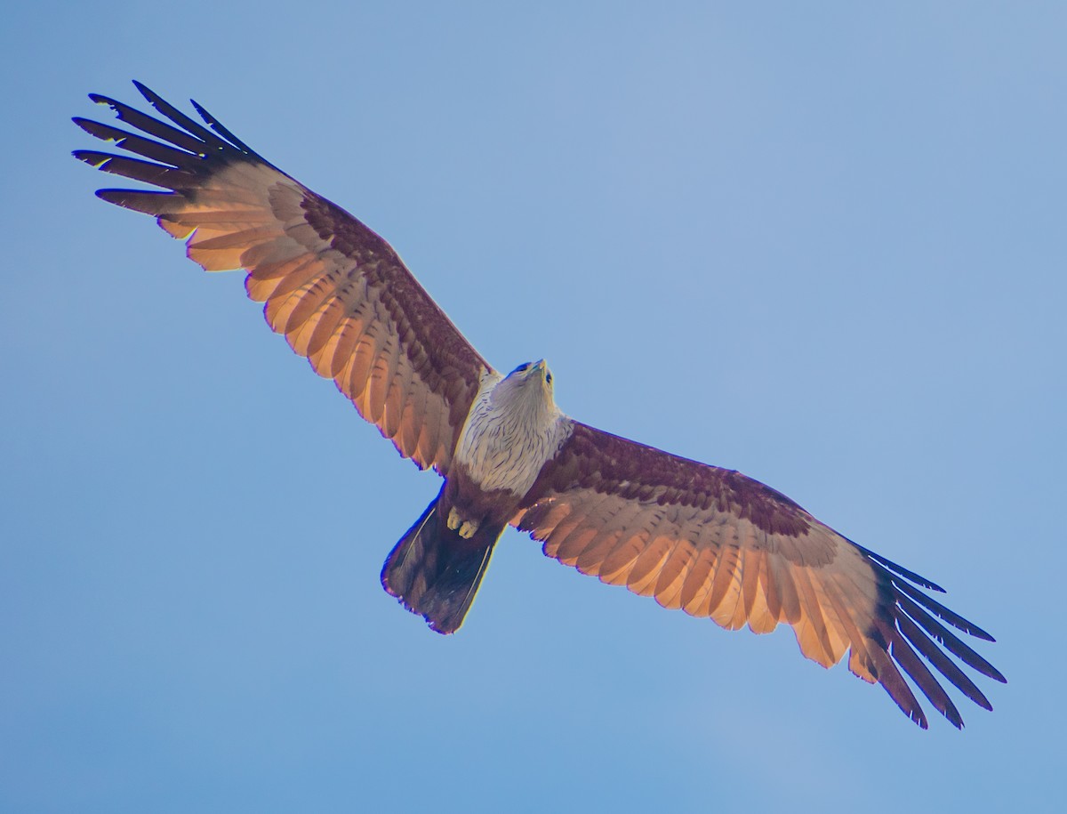 Brahminy Kite - ML459360391
