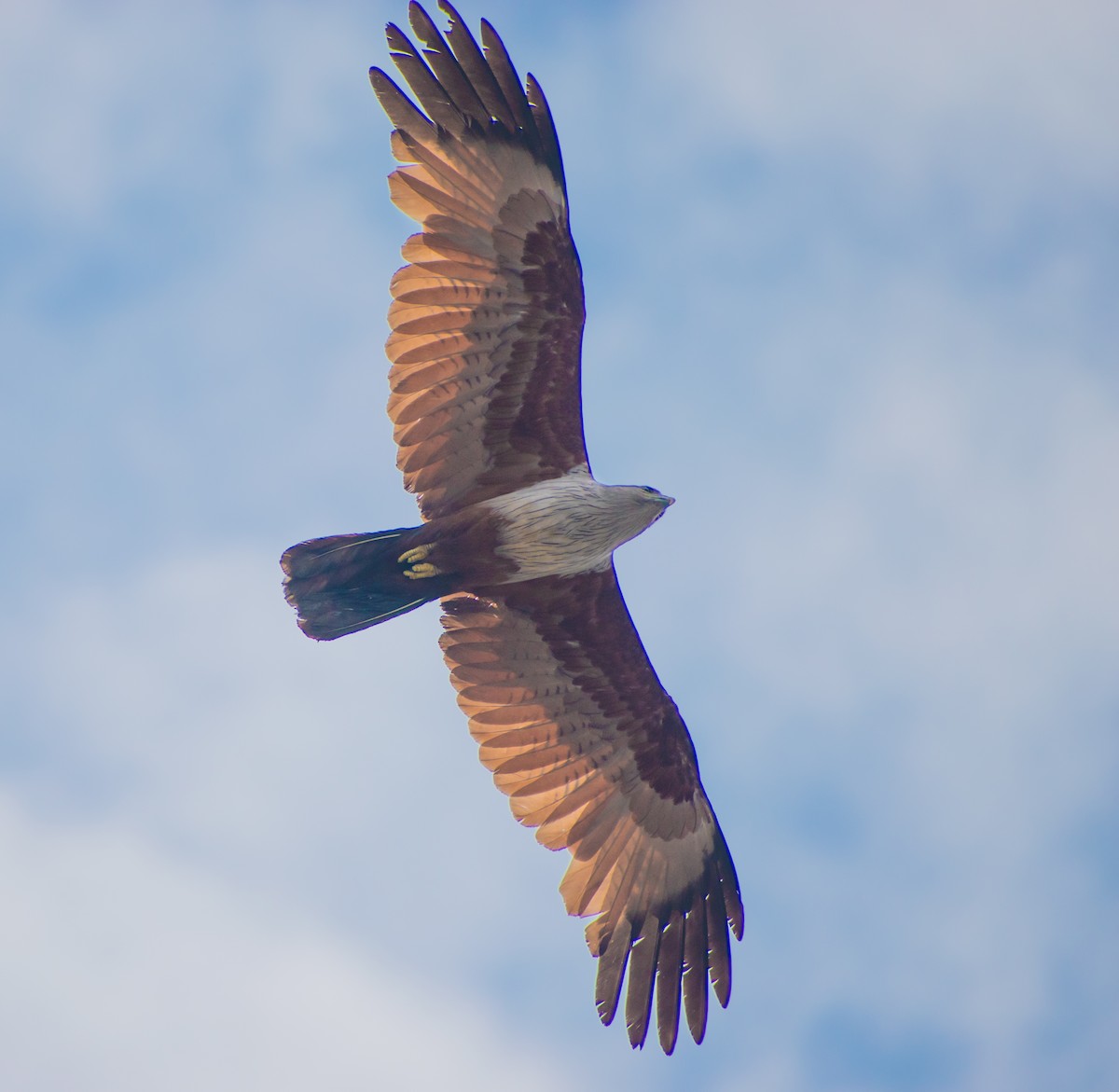 Brahminy Kite - ML459360411