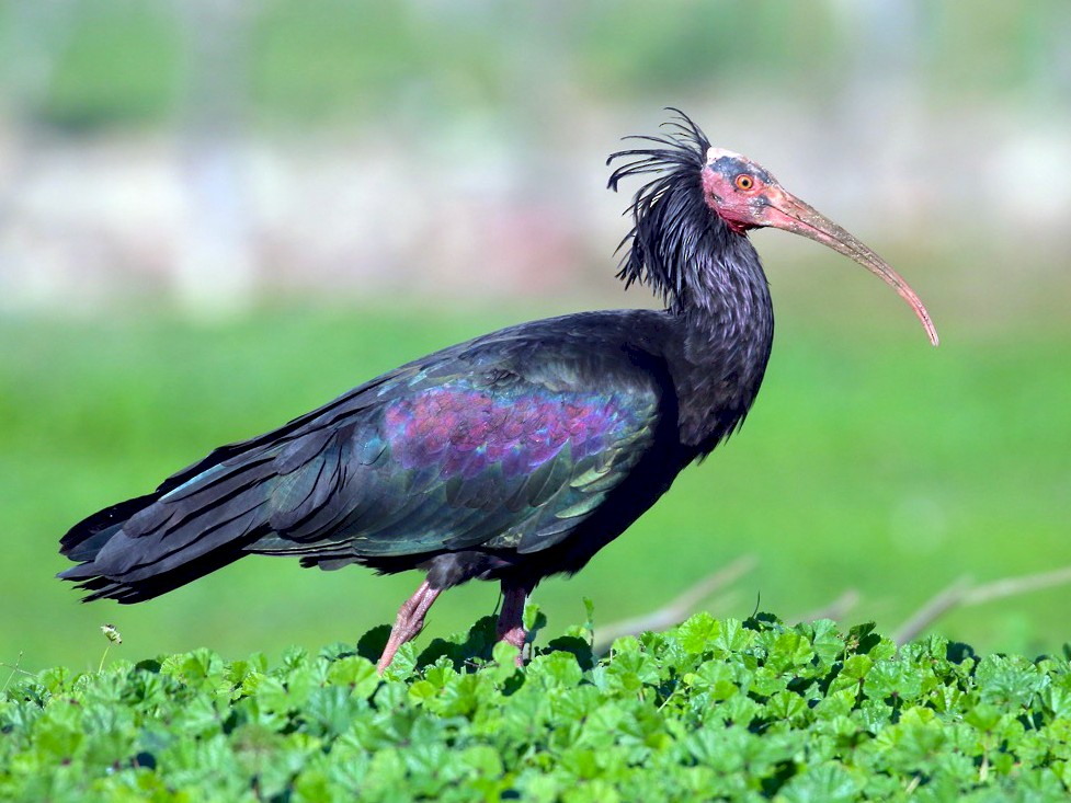 Picture of Northern bald ibis