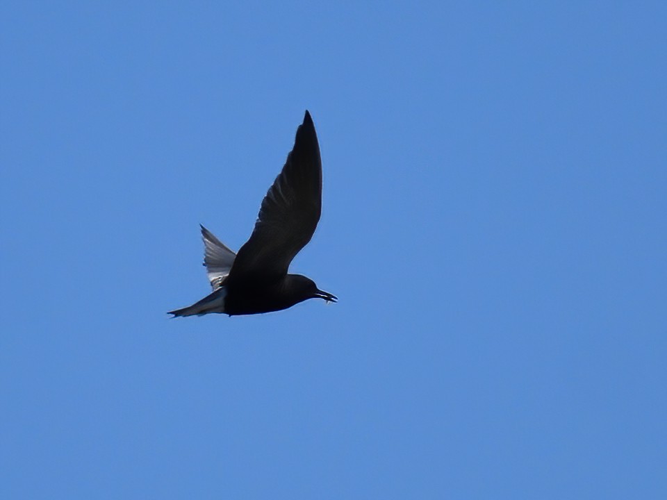 Black Tern - ML459360711