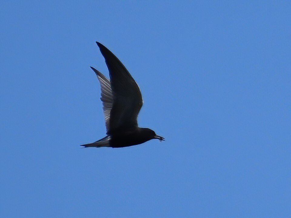 Black Tern - ML459360731