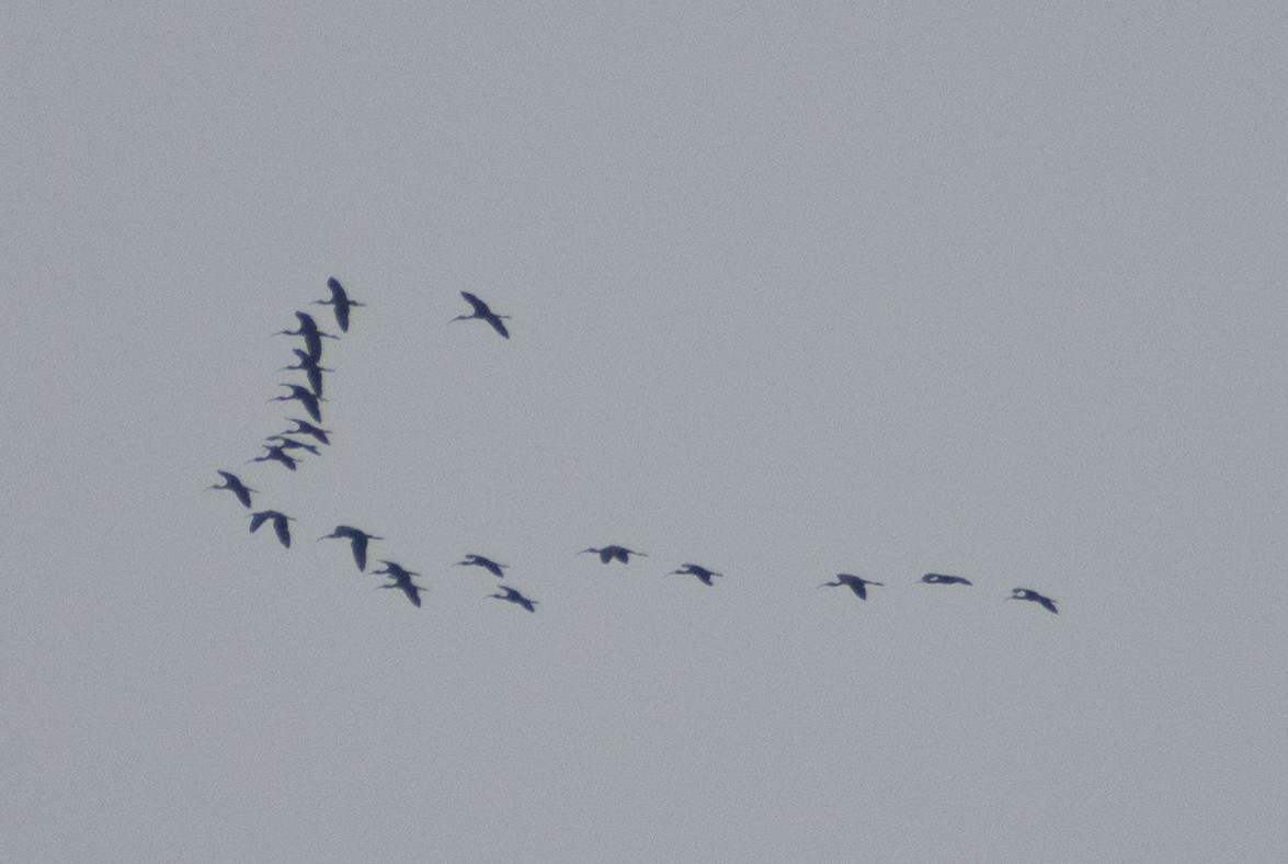 Glossy Ibis - ML459360781