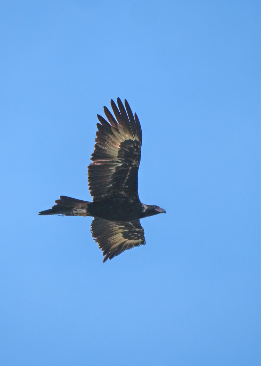 Wedge-tailed Eagle - ML459360791