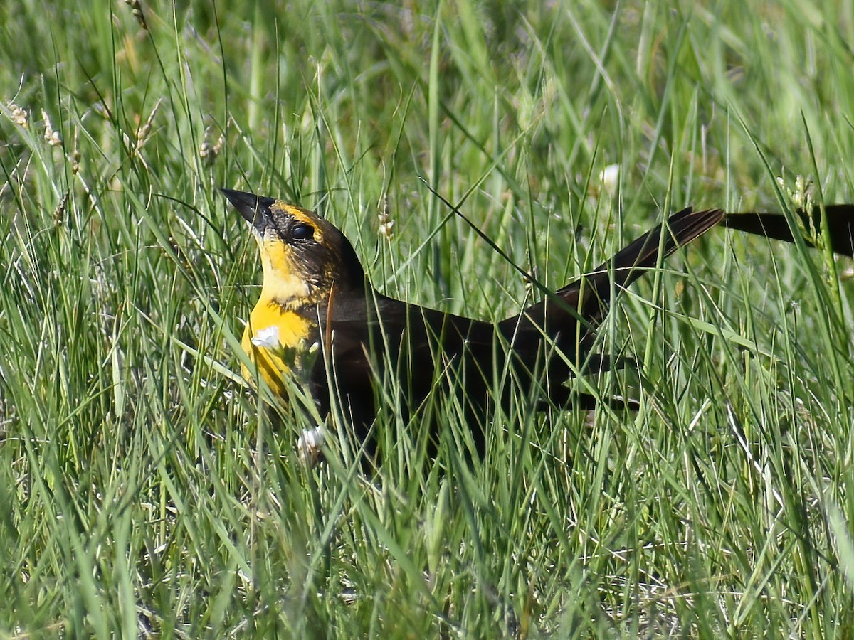 Yellow-headed Blackbird - ML459360901