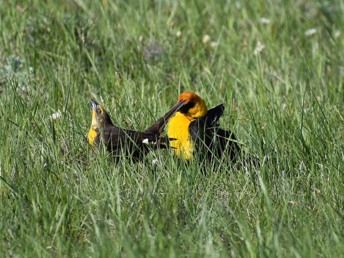 Yellow-headed Blackbird - ML459360911
