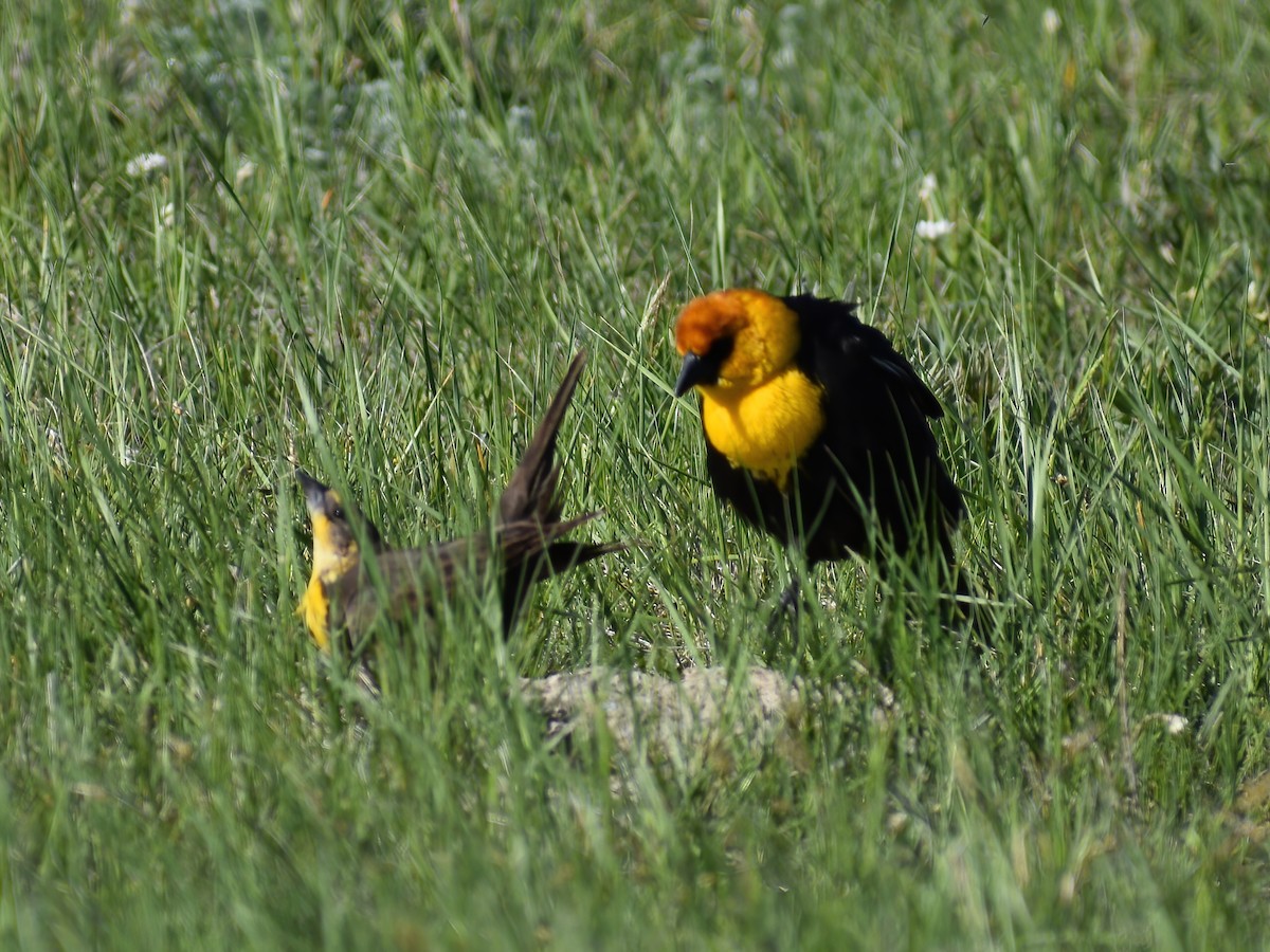 Yellow-headed Blackbird - ML459360941