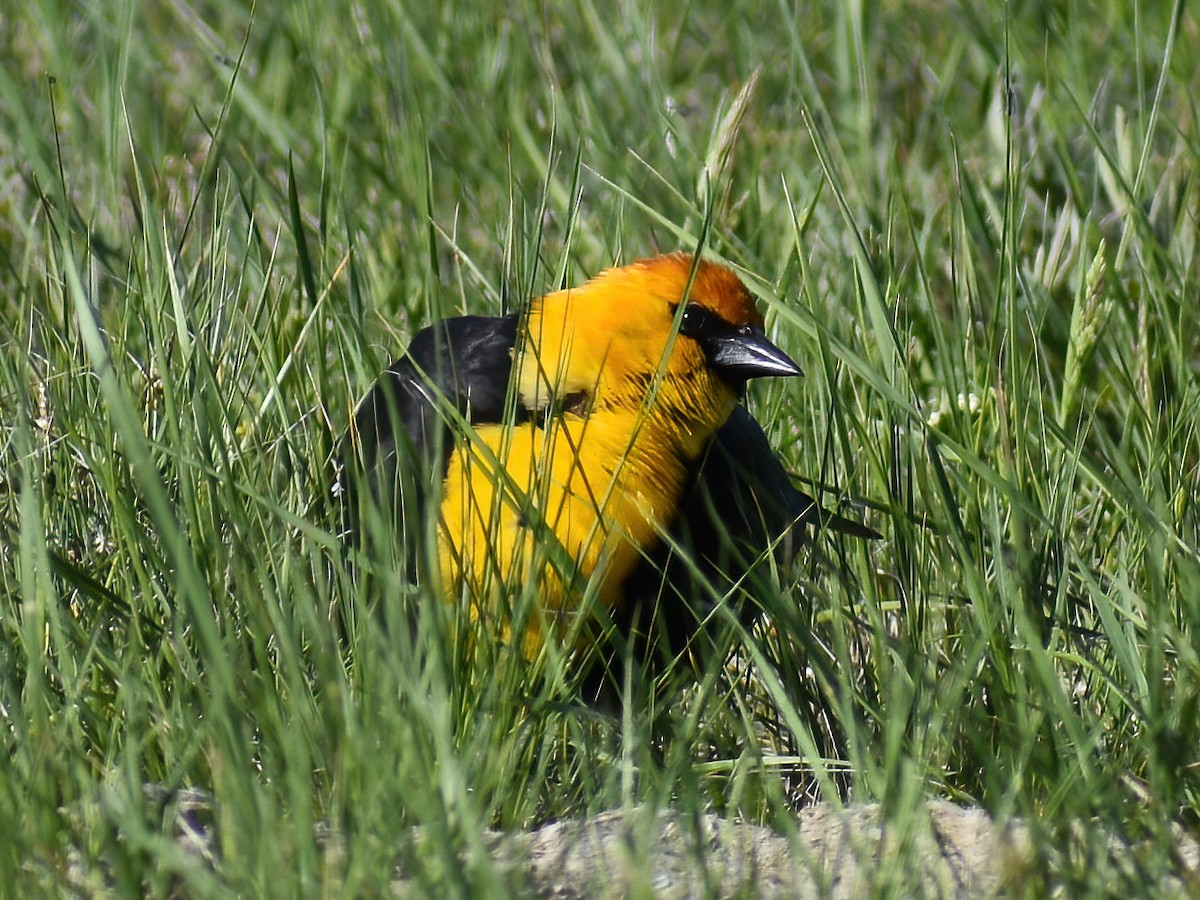 Yellow-headed Blackbird - ML459360961