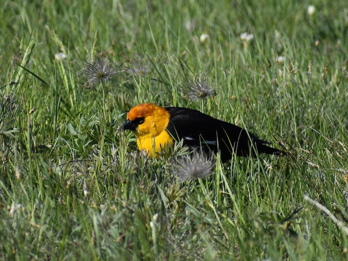 Yellow-headed Blackbird - ML459360981