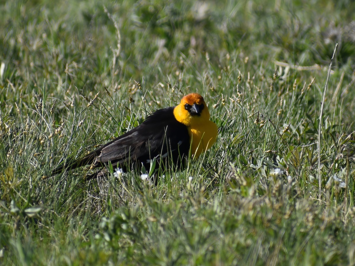 Yellow-headed Blackbird - ML459361001