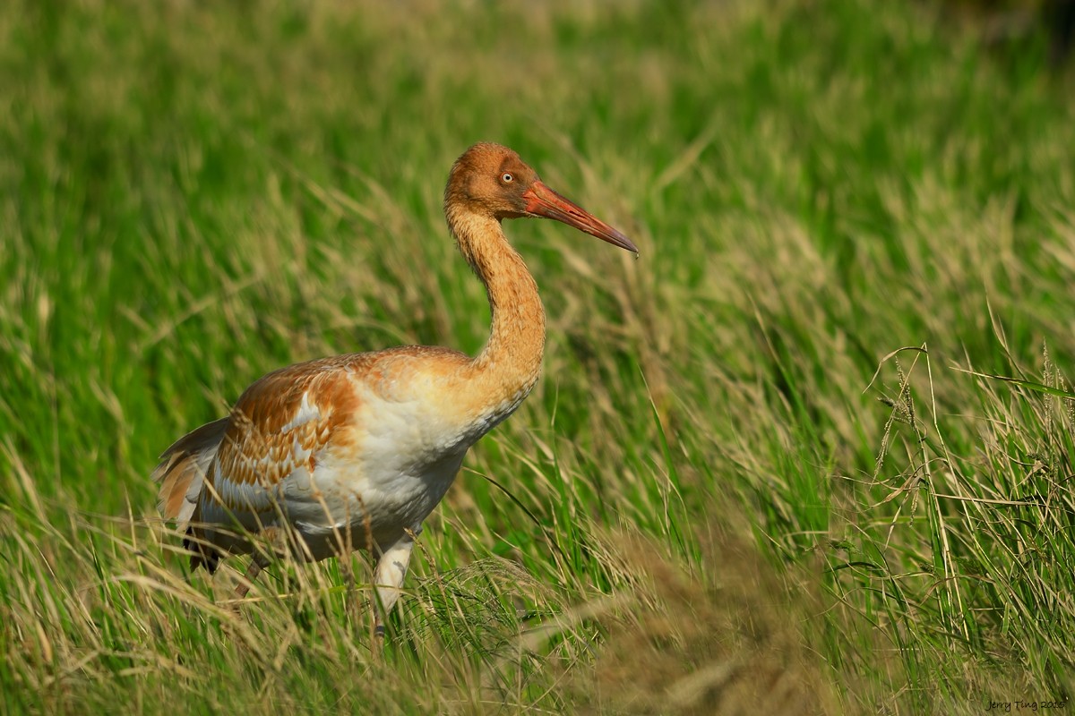 Kurrilo siberiarra - ML45936111