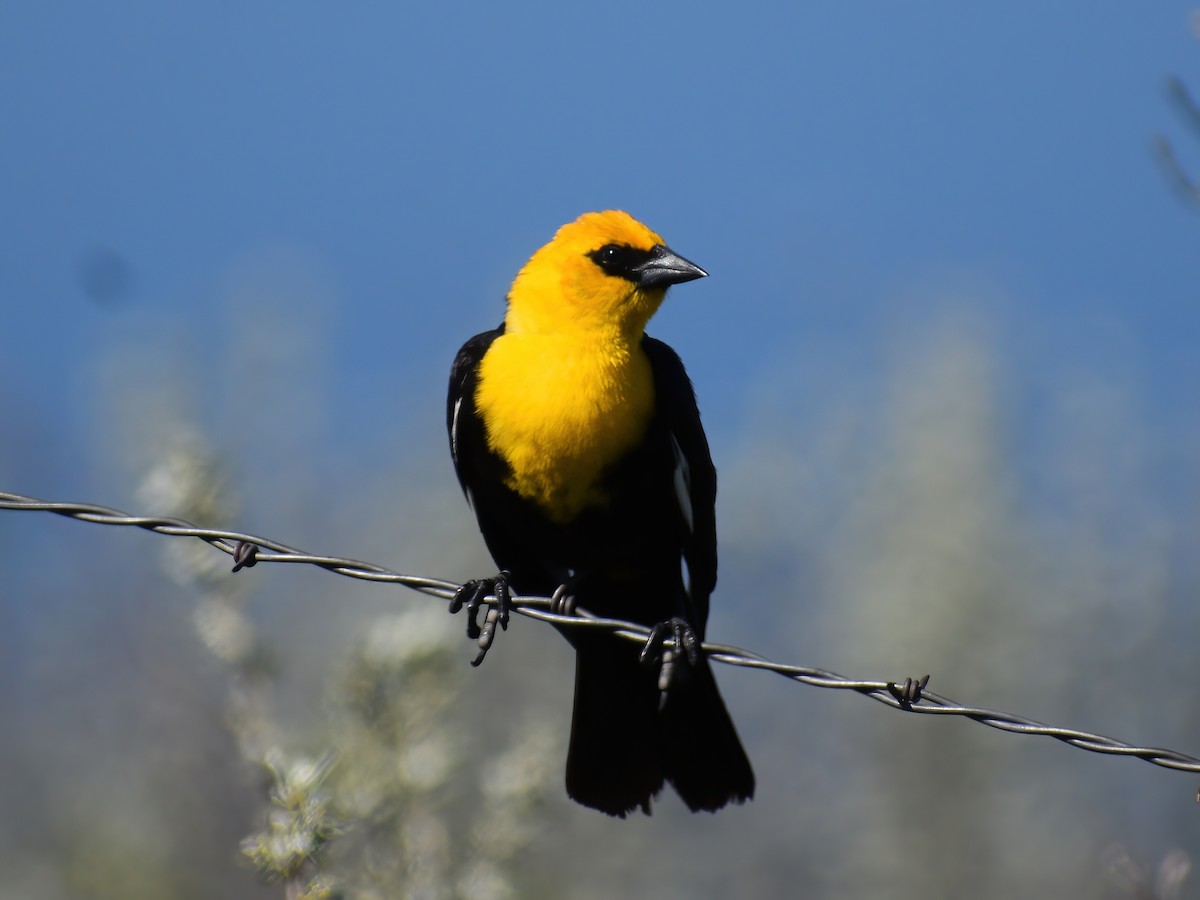 Yellow-headed Blackbird - ML459361111