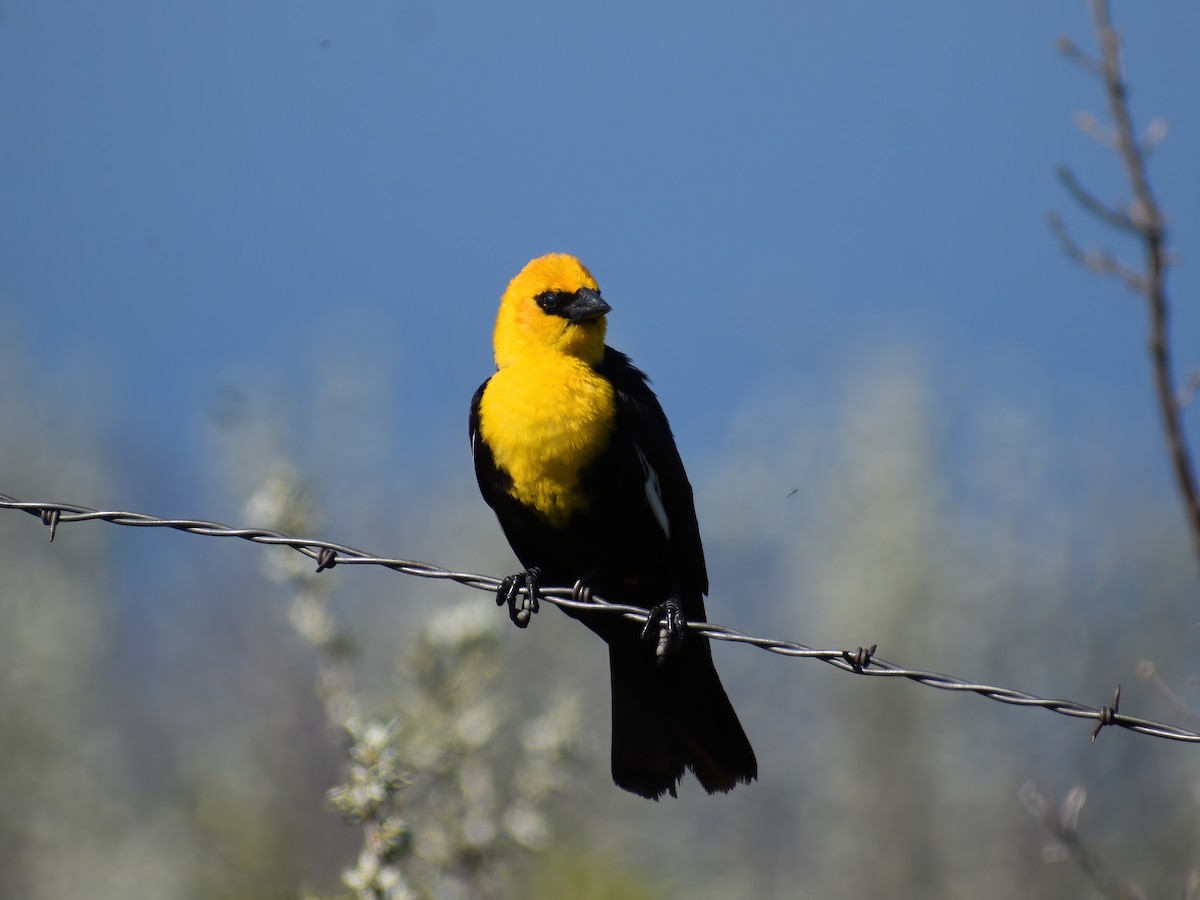 Yellow-headed Blackbird - ML459361161