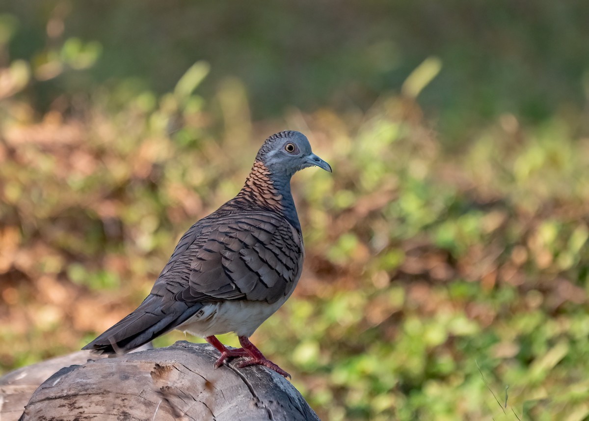 Bar-shouldered Dove - ML459361431