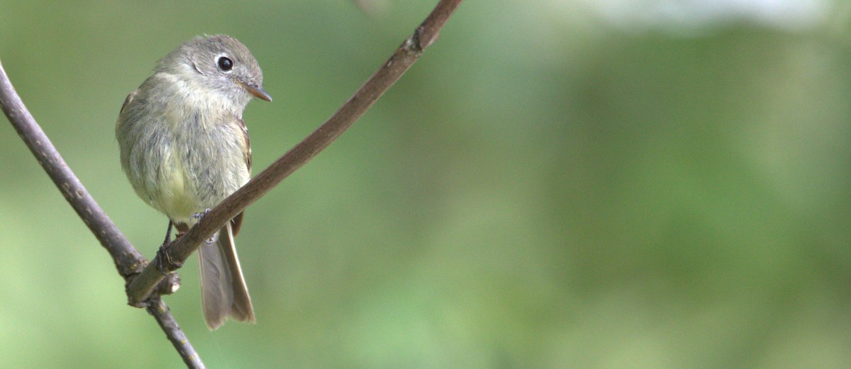 Hammond's Flycatcher - Walter Thorne